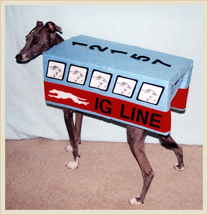 Italian Greyhound line